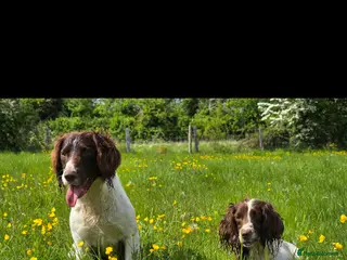 English Springer Spaniel dogs Kc springer dog available for stud. - Advert 17