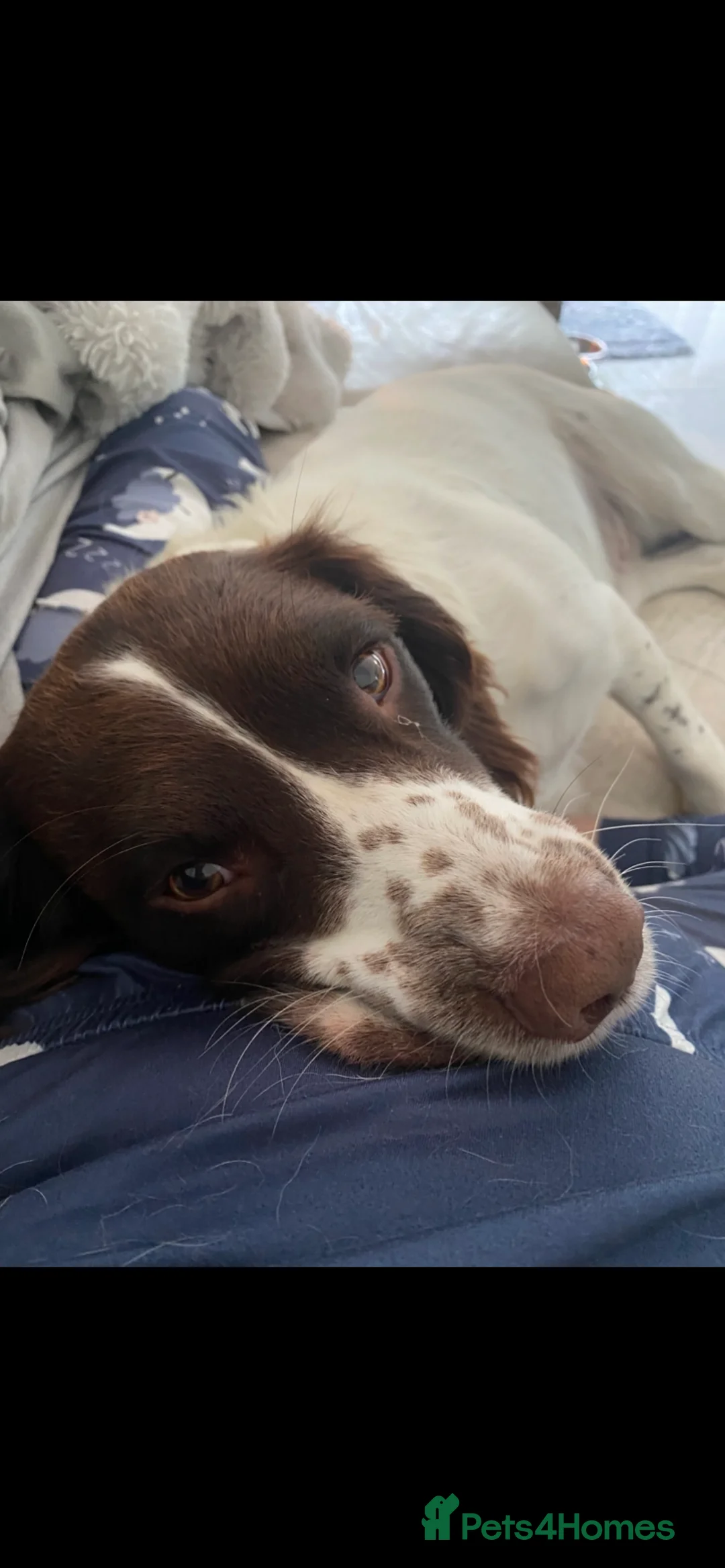 English Springer Spaniel dogs for sale: English Springer Spaniels Father & Son - Advert 5