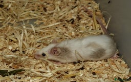 Mouse rodents for sale: Satin, long and short haired varieties  - Image 13