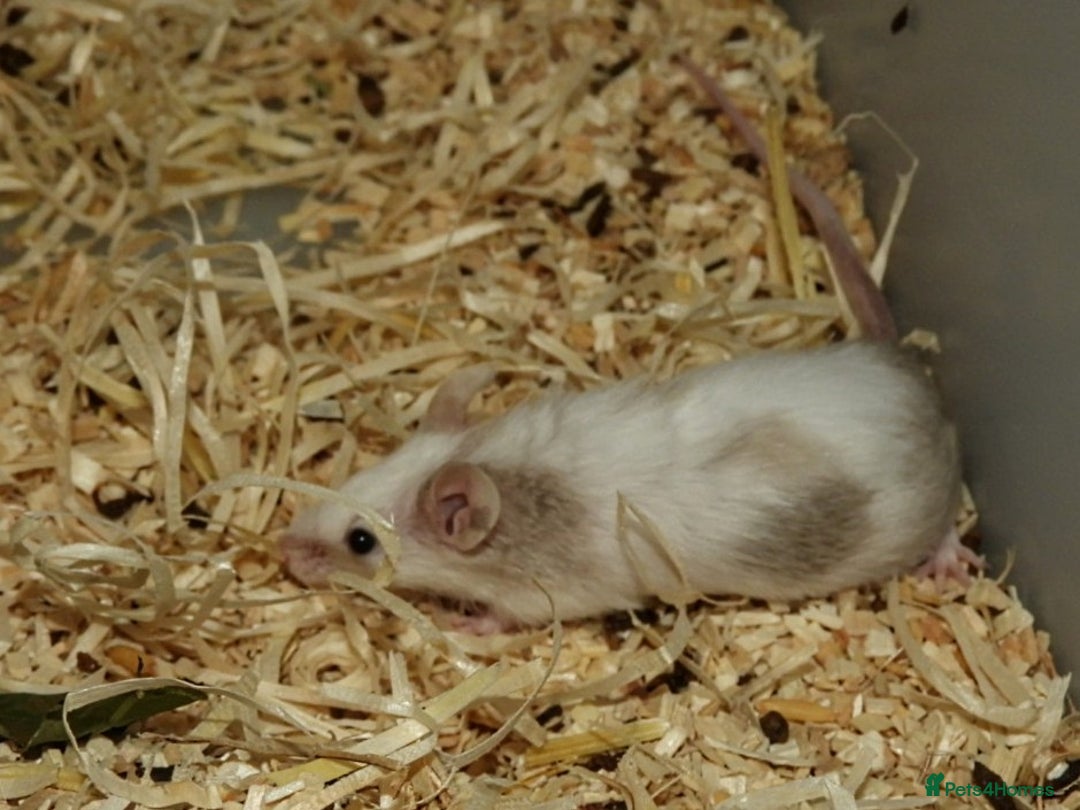 Mouse rodents for sale: Satin, long and short haired varieties  - Image 13