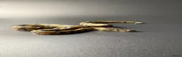 Python Snake reptiles for sale: Yellowbelly-het Pied Male - Advert 7