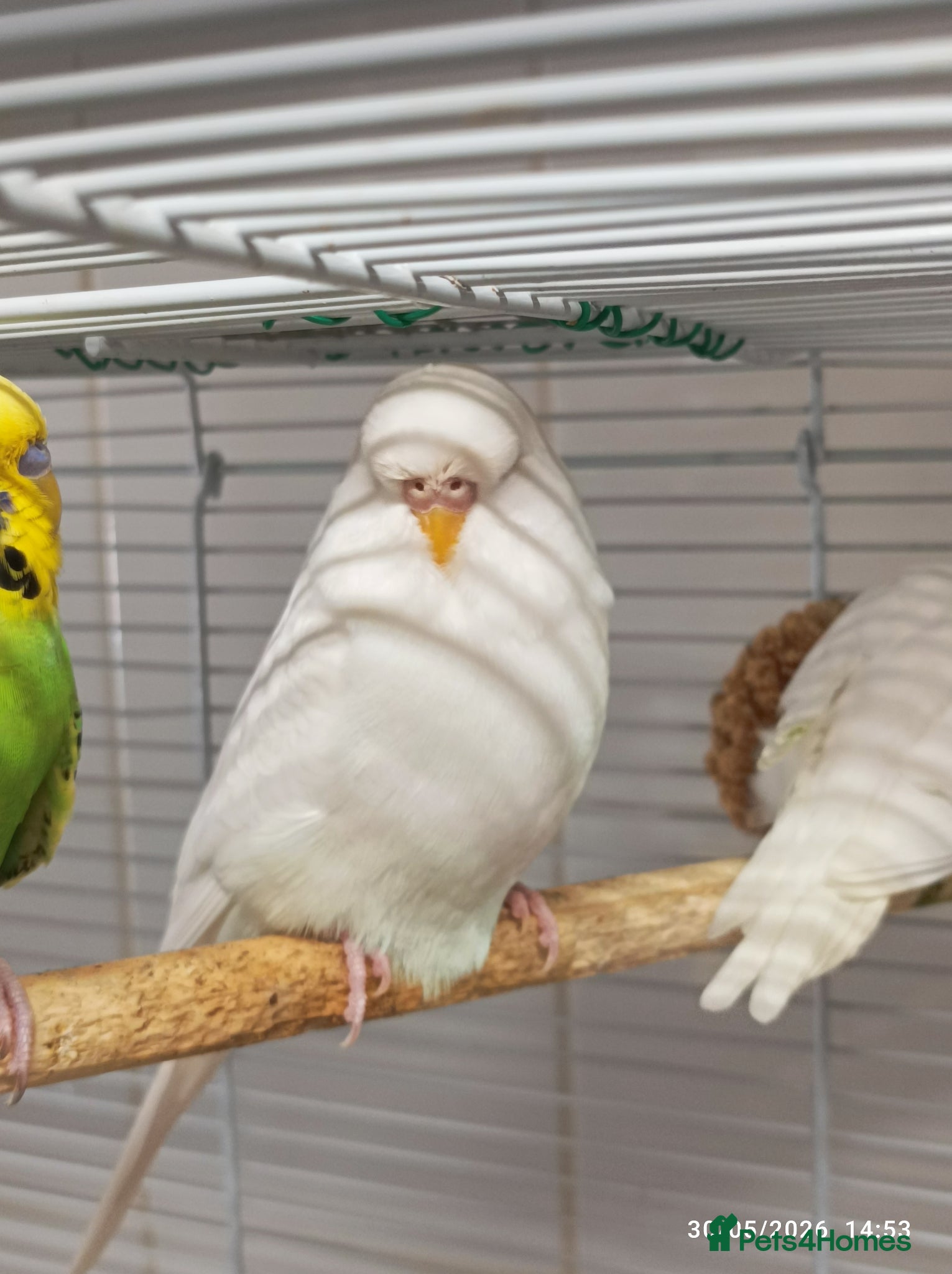 Budgerigars birds Albino Large Size Boy red/black eyes - Advert 1