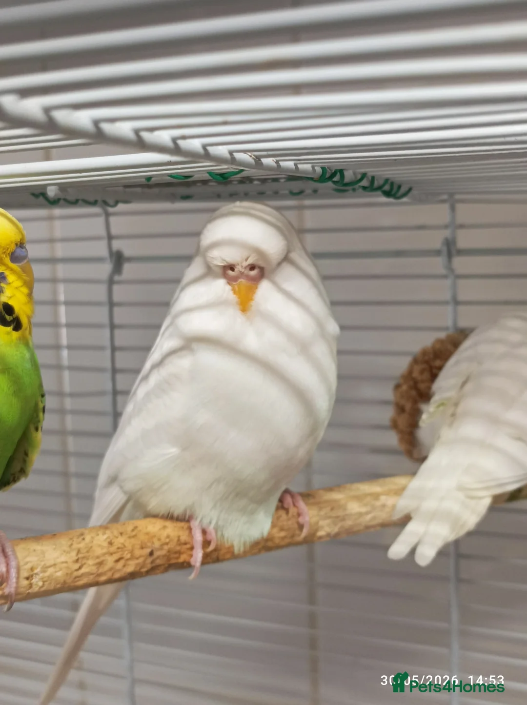 Budgerigars birds for sale: Albino Large Size Boy red/black eyes - Advert 1