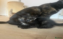 Mixed Breed cats for sale: Beautiful kittens for sale - Image 12