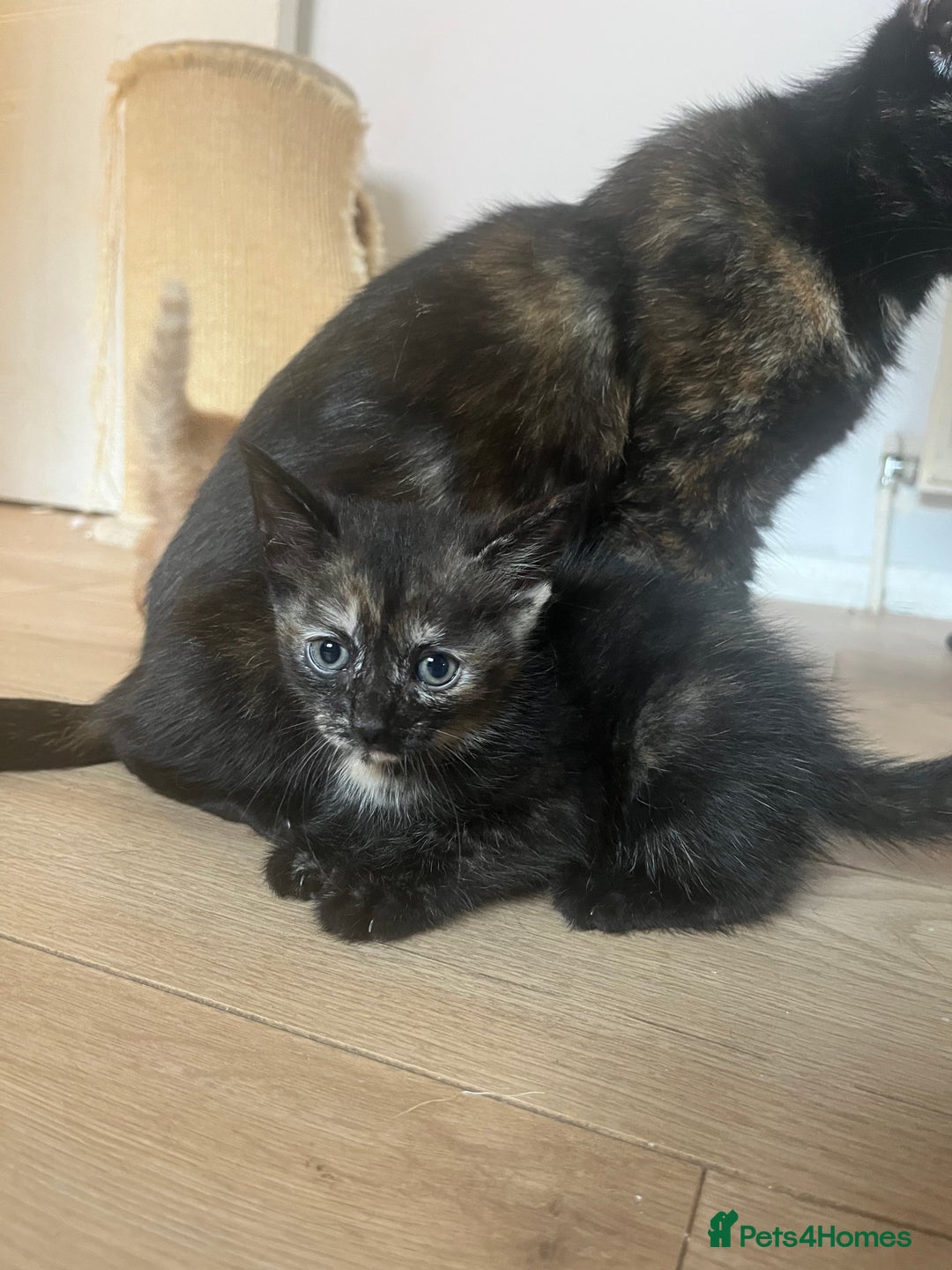 Mixed Breed cats for sale: Beautiful kittens for sale - Image 12