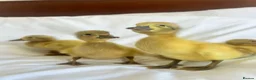Ducks poultry for sale: Welsh Harlequin Hatching Duck Eggs - Pack of 6 - Advert 2