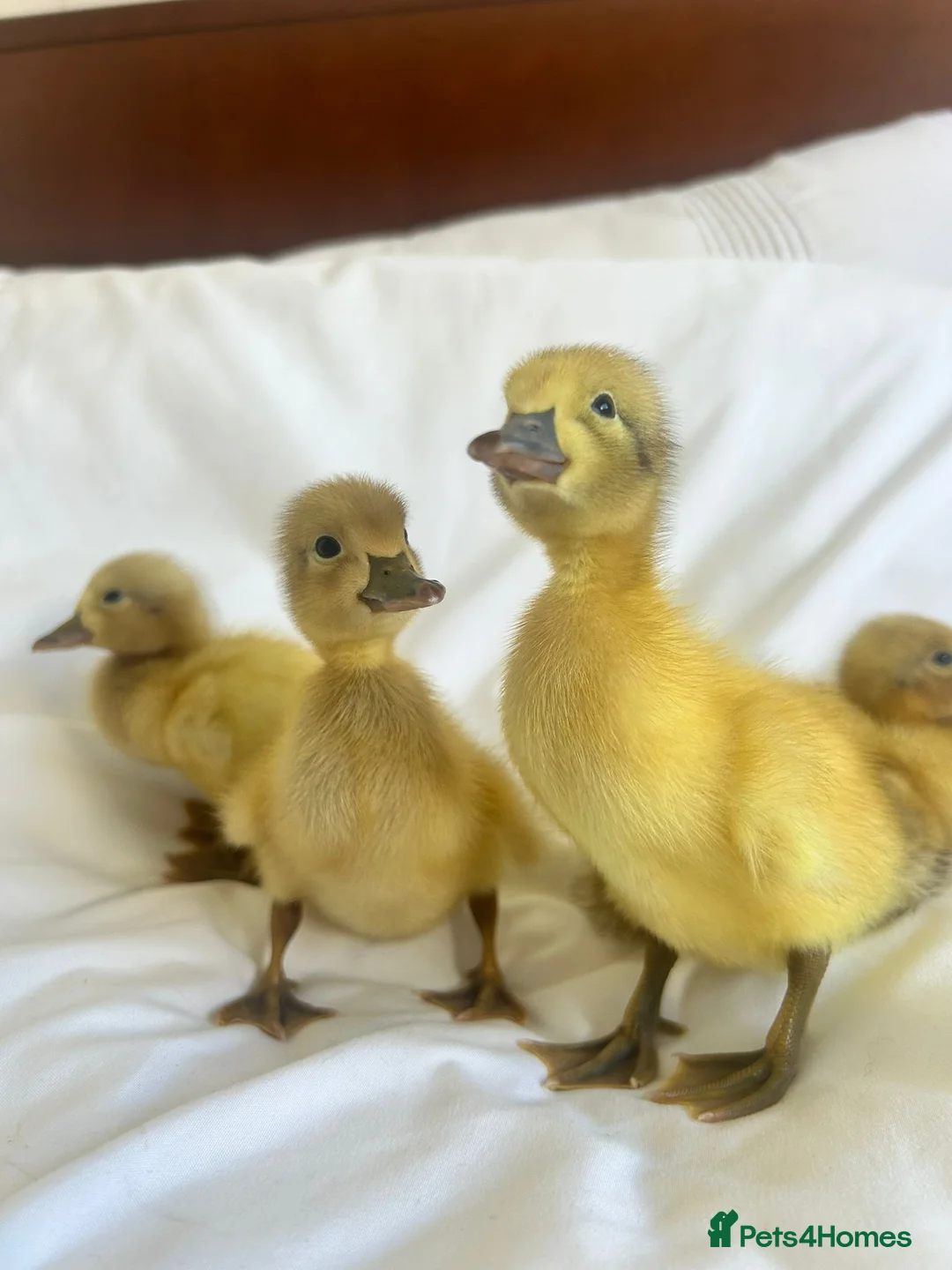 Ducks poultry for sale: Welsh Harlequin Hatching Duck Eggs - Pack of 6 - Advert 2