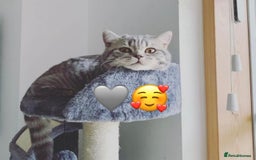 British Shorthair cats for sale: Beautiful white/silver British shorthair kittens - Advert 8