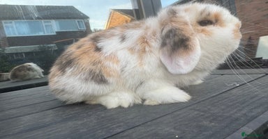 Mini Lop rabbits - Advert 8