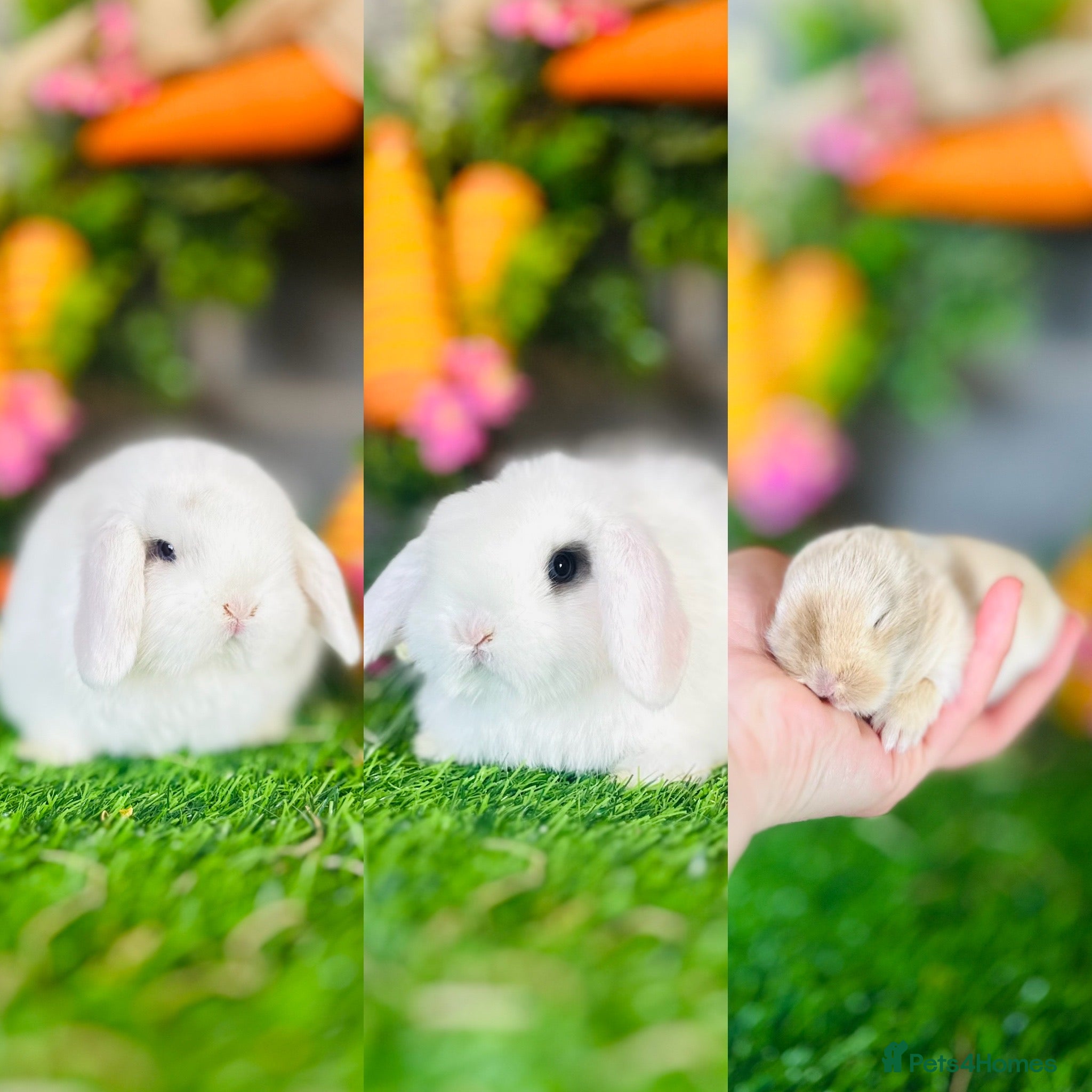 Mini Lop rabbits Mini Lops Available to reserve🐰interest list open - Advert 14