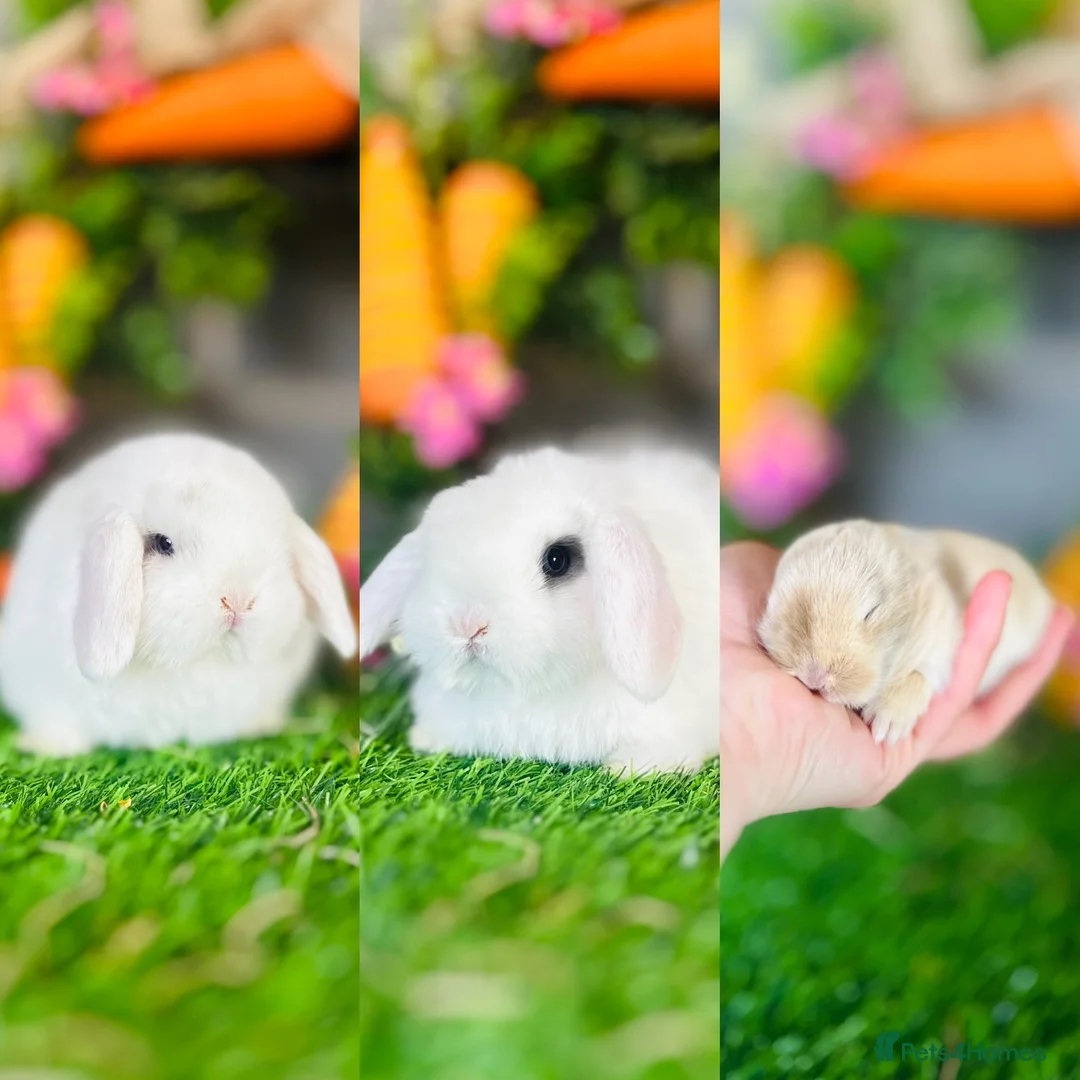 Mini Lop rabbits for sale: Mini Lops Available to reserve🐰interest list open - Advert 1