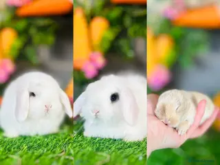 Mini Lop rabbits Mini Lops Available to reserve🐰interest list open - Advert 14