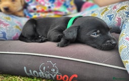 Labrador Retriever dogs for sale: Kc labrador puppies  - Image 10