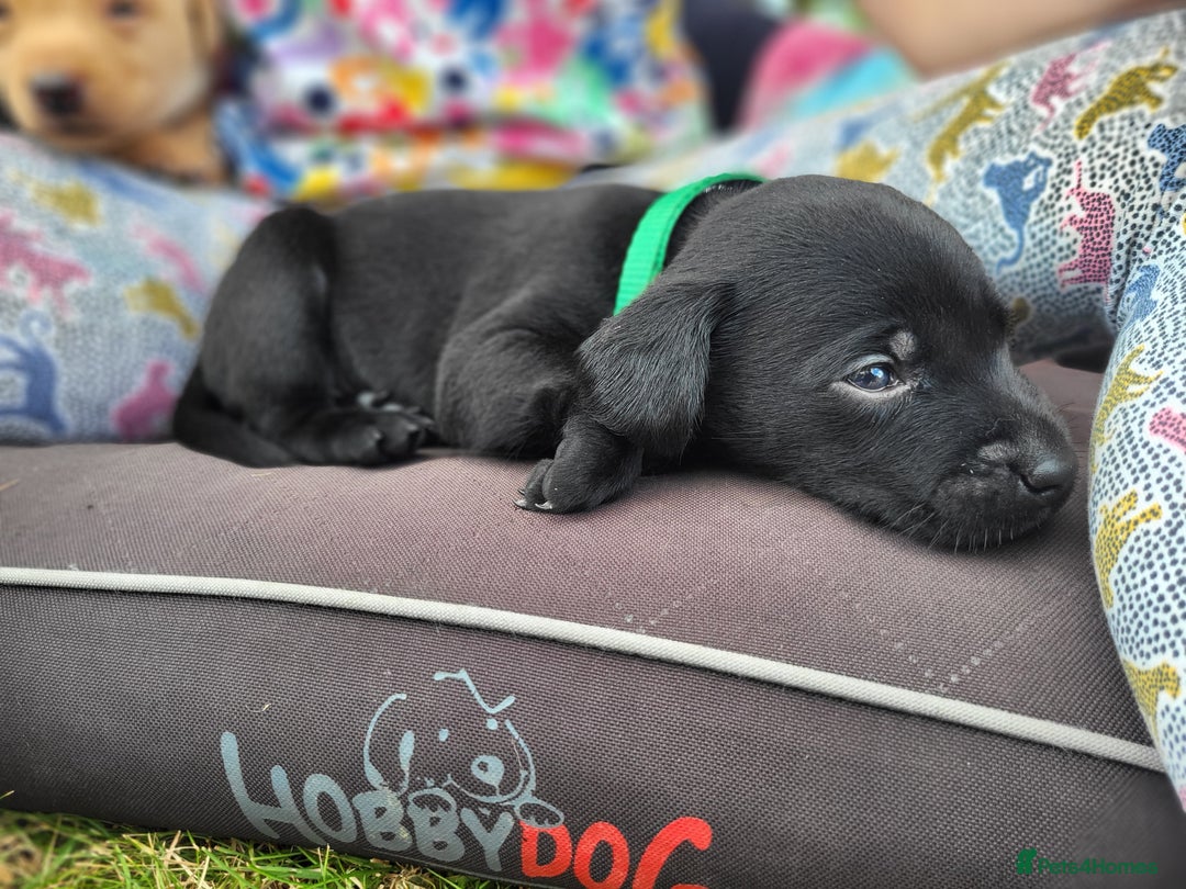 Labrador Retriever dogs for sale: Kc labrador puppies  - Image 10