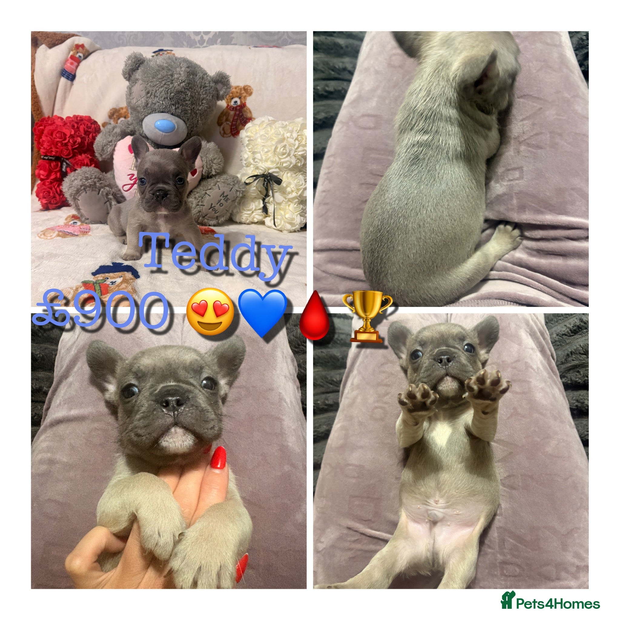 French Bulldog dogs 🏆 FRENCH BULLDOG 🏆 - Advert 1