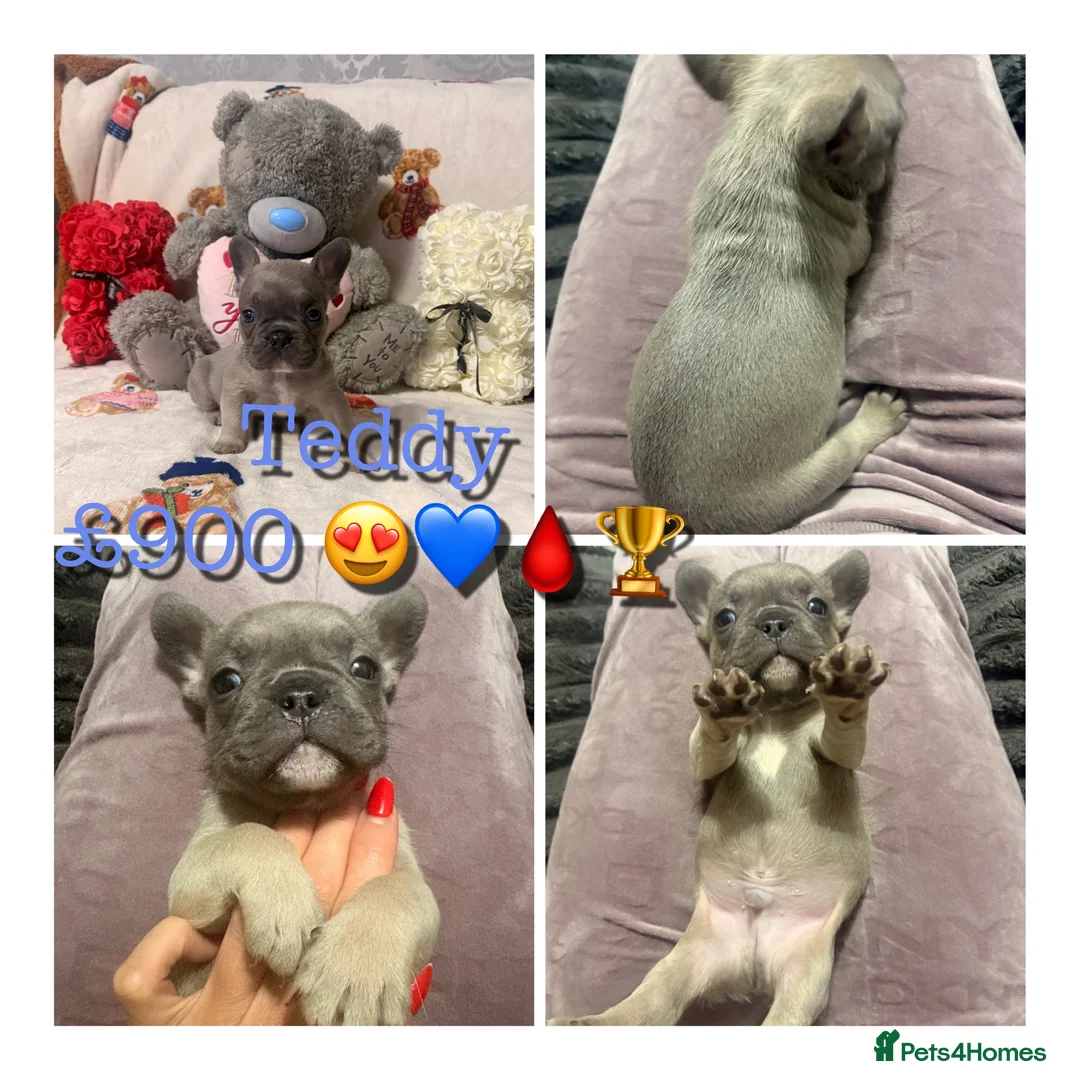 French Bulldog dogs for sale: 🏆 FRENCH BULLDOG 🏆 - Advert 1