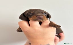 Miniature Dachshund dogs for sale: Miniature Smooth-Haired Dachshunds  - Image 11