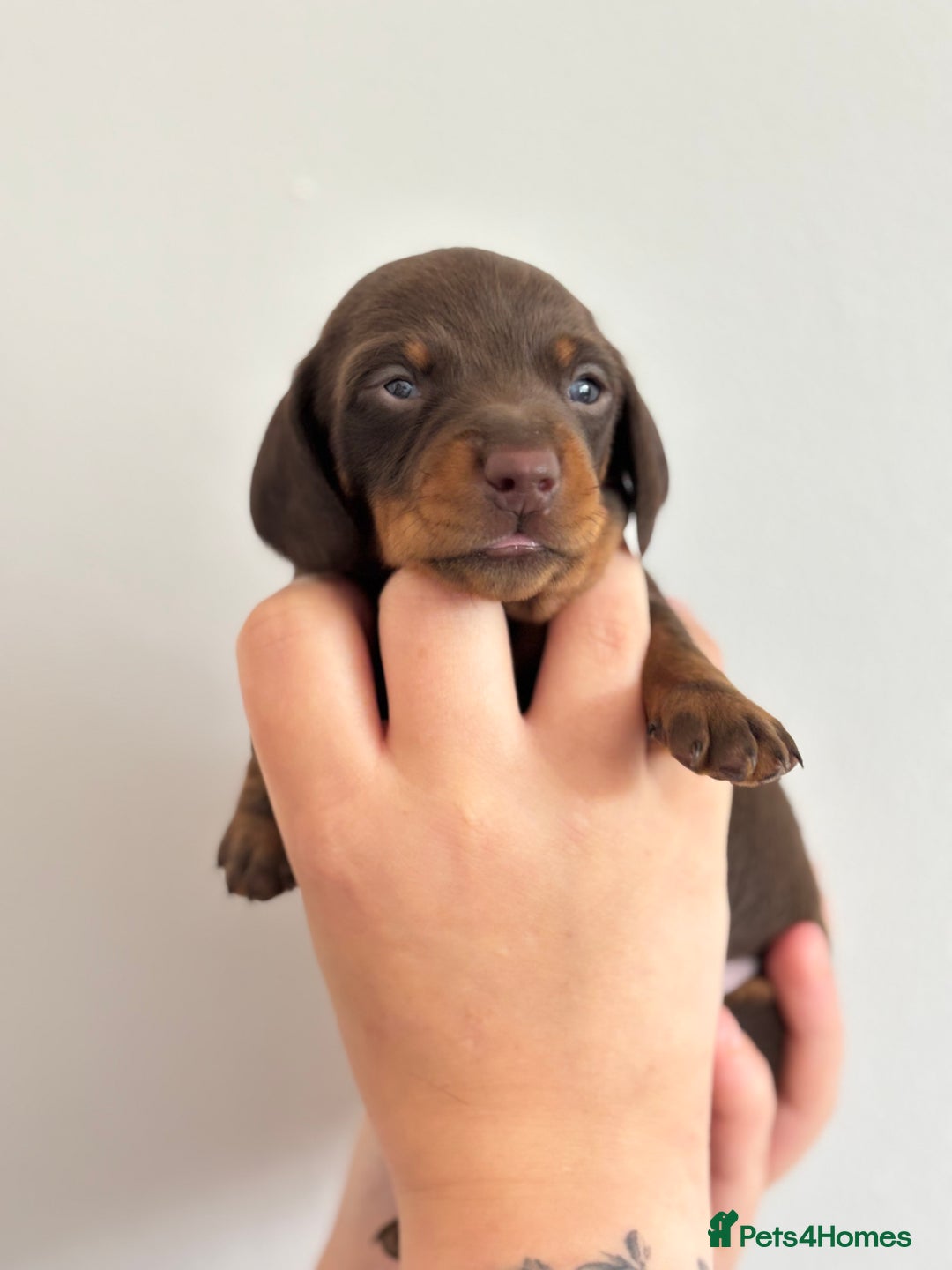 Miniature Dachshund dogs for sale: Miniature Smooth-Haired Dachshunds  - Image 11