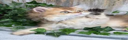 British Longhair cats for sale: British Longhair stunning TICA boy - Advert 10