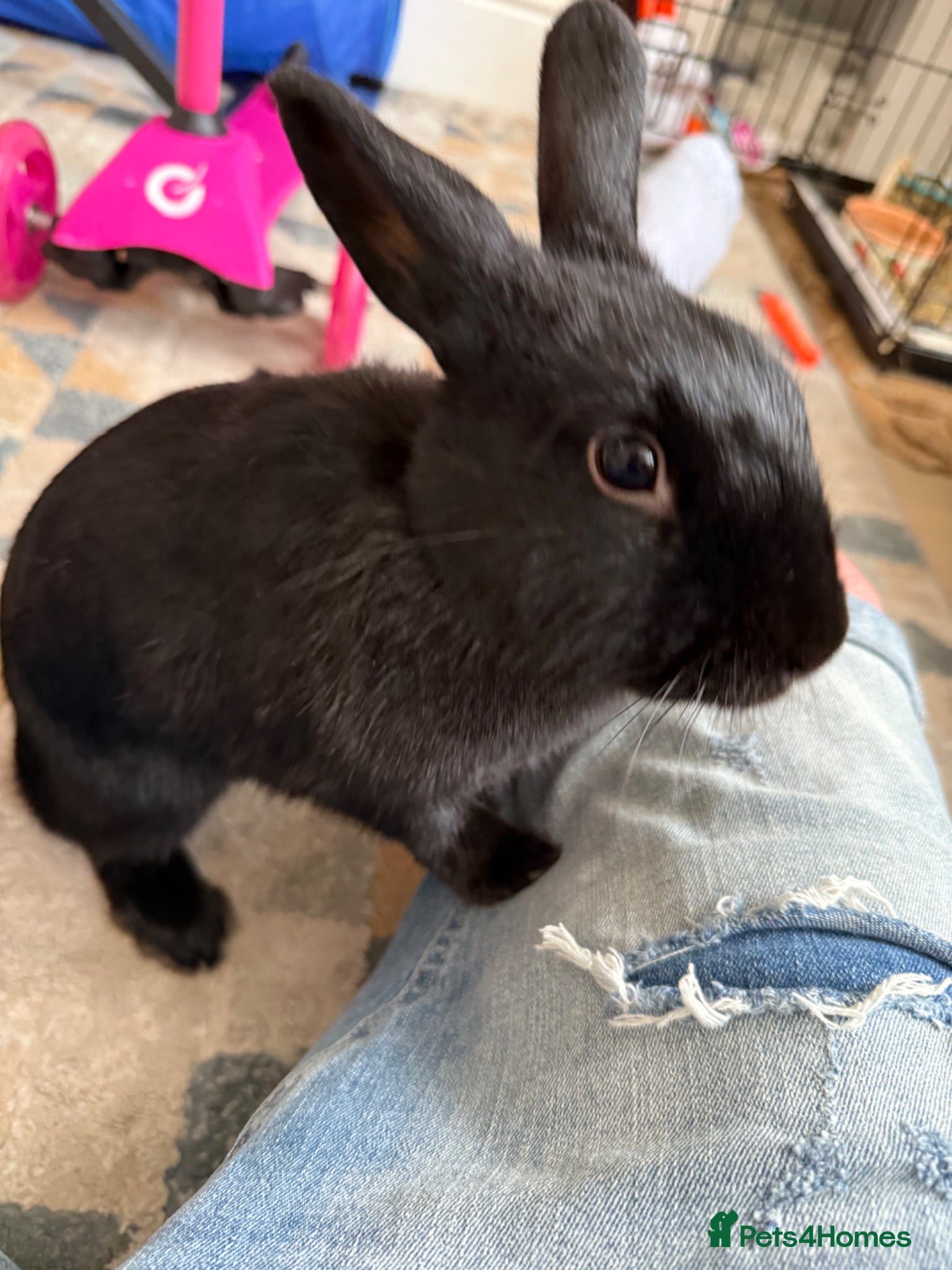 Mixed Breed rabbits for sale: Lionhead and Miniloop  in Saint Helens - Advert 3