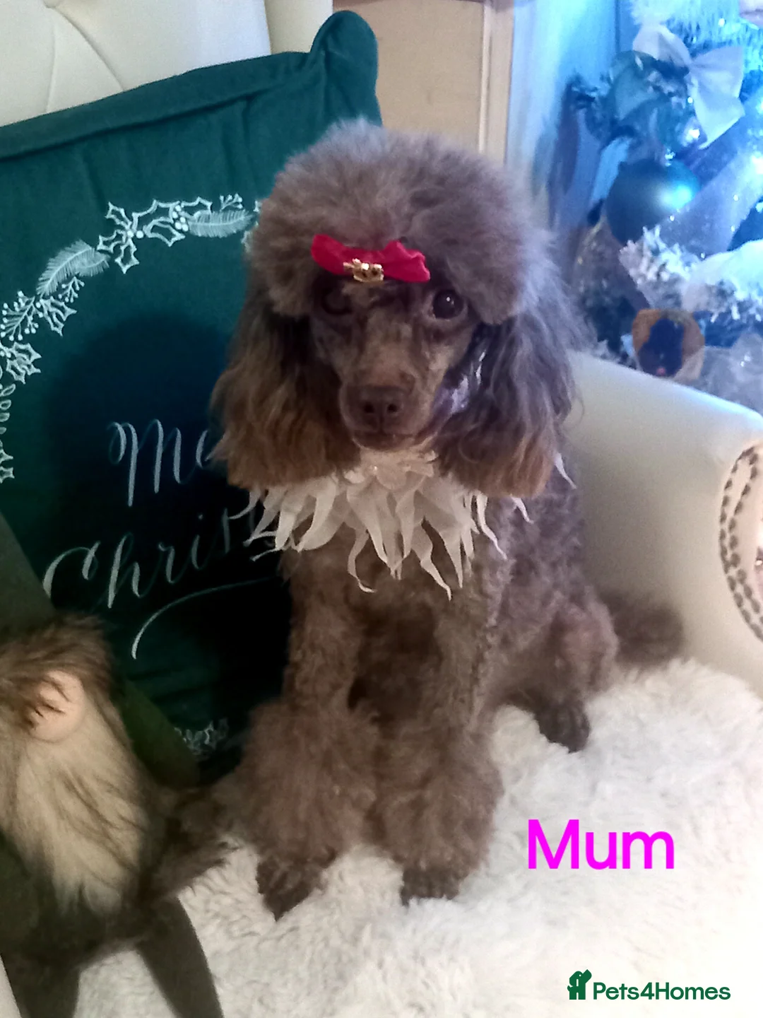 Toy Poodle dogs for sale: BEAUTIFULL TINY KC FULL PEDIGREE TOY POODLES* - Advert 16