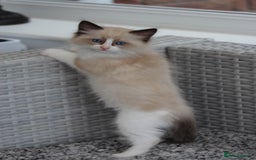 Ragdoll cats for sale: 🐈✨ Tica Registered Ragdoll Kittens in Tamworth - Image 24
