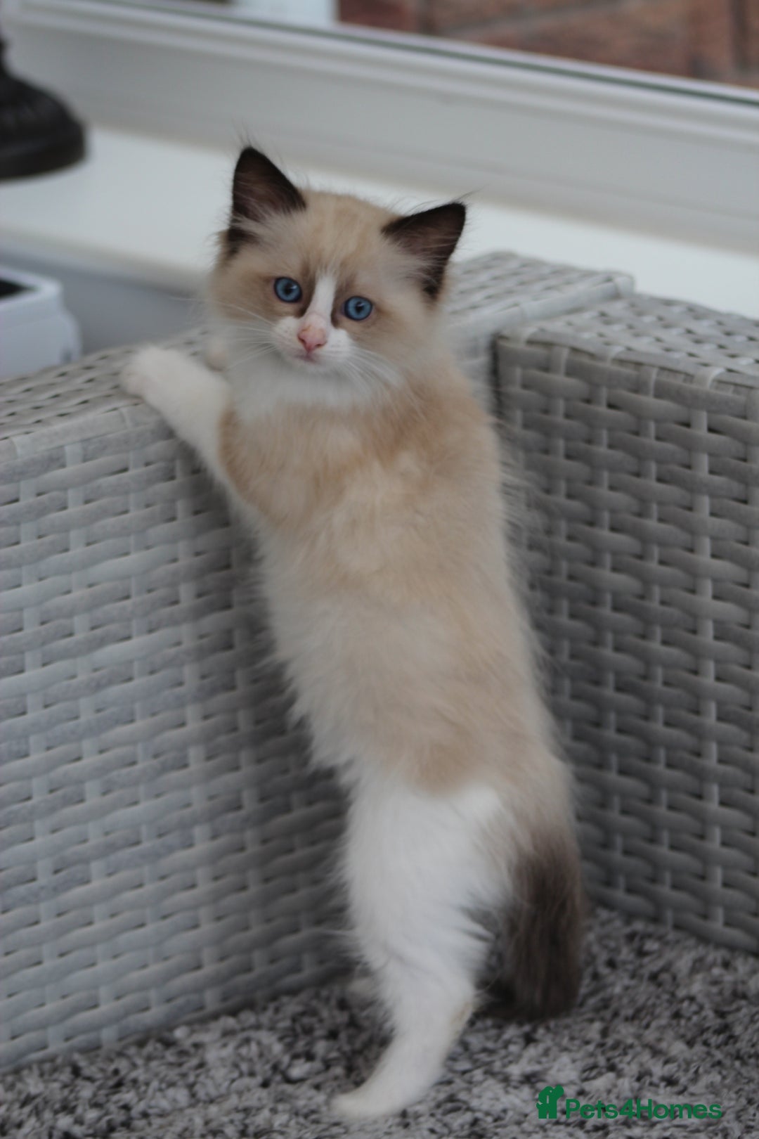 Ragdoll cats for sale: 🐈✨ Tica Registered Ragdoll Kittens in Tamworth - Image 24