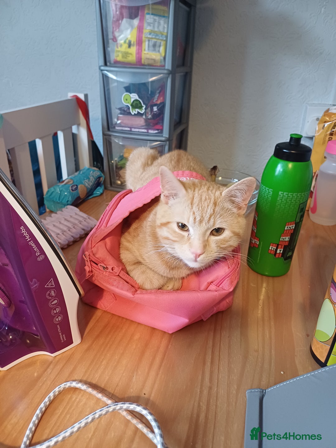 Mixed Breed cats for sale: Male ginger kitten 7 months old - Image 2