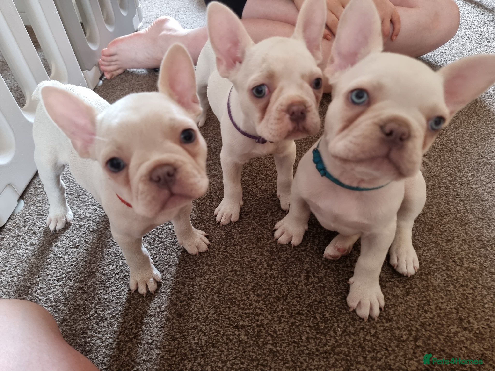 French Bulldog dogs for sale: French bulldog puppies  - Advert 1