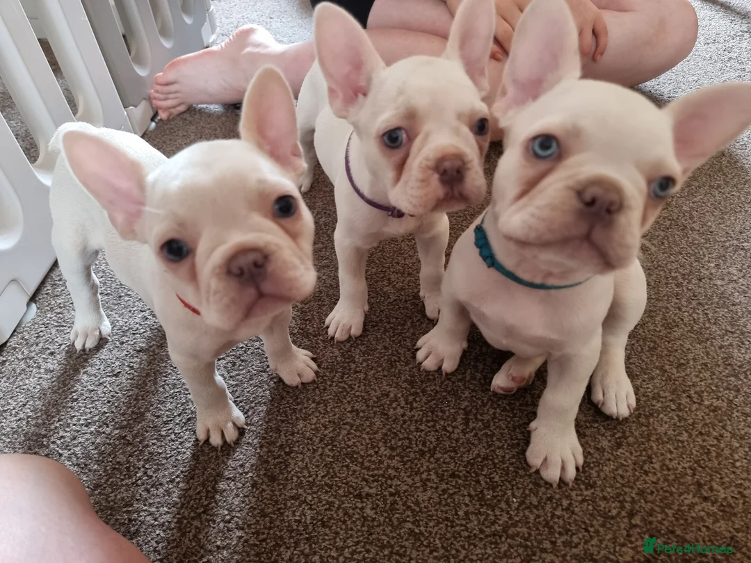 French Bulldog dogs for sale: French bulldog puppies  - Advert 1