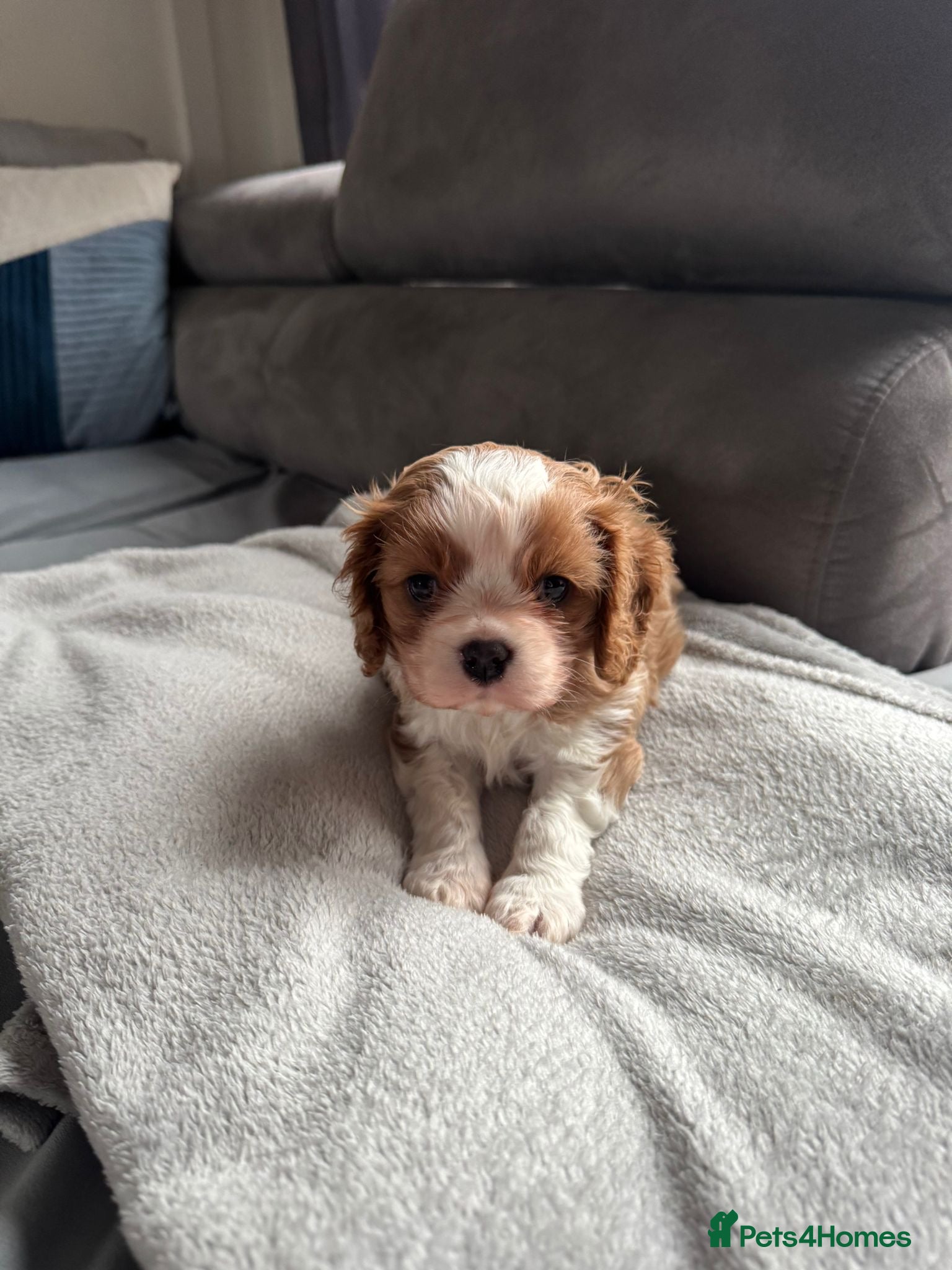 Cavalier King Charles Spaniel dogs King Charles Spaniel boy - Advert 14