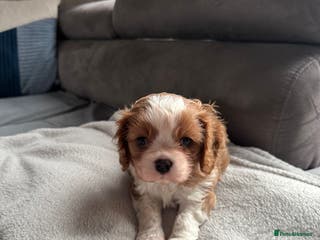 Cavalier King Charles Spaniel dogs King Charles Spaniel boy - Advert 14