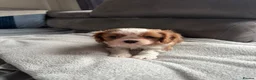 Cavalier King Charles Spaniel dogs for sale: Cavalier King Charles Spaniel boy - Advert 7