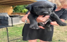 Mixed Breed dogs for sale: Gorgeous Lab x Collie puppies - Image 8