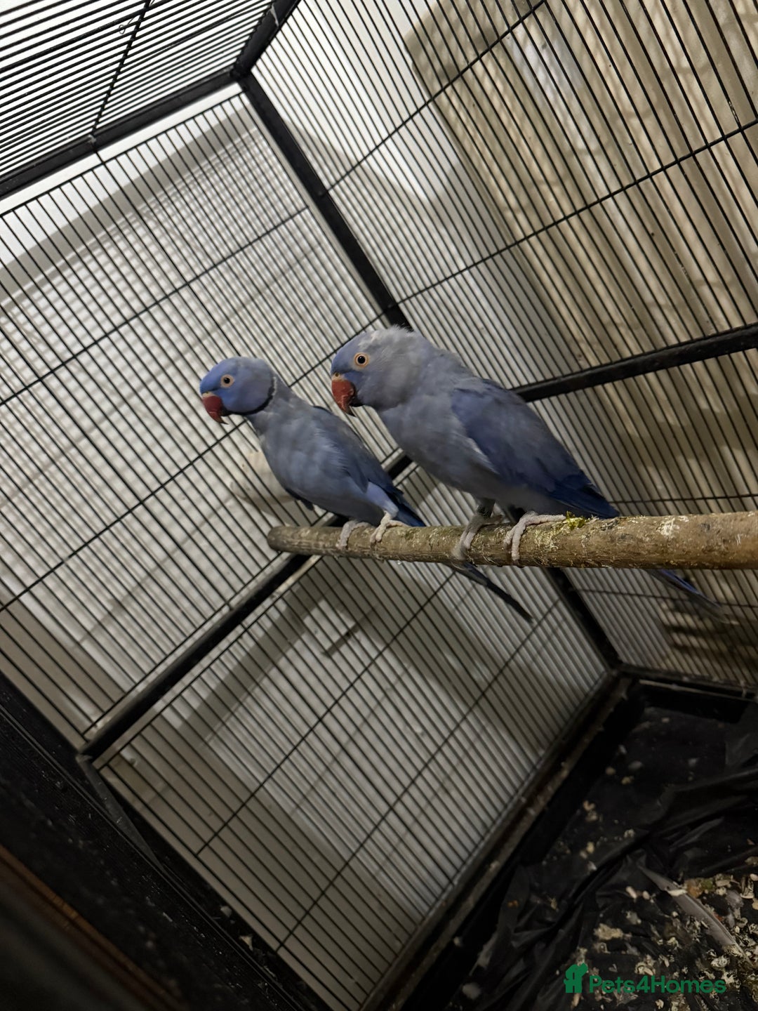 Parrots birds for sale:  ring neck violet pair parrot - Advert 3