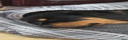 Rottweiler dogs for sale: Exceptional huge Rottweiler pups from amazing line - Advert 8