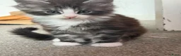 Maine Coon cats for sale: Maine Coon kittens XXL - Advert 1