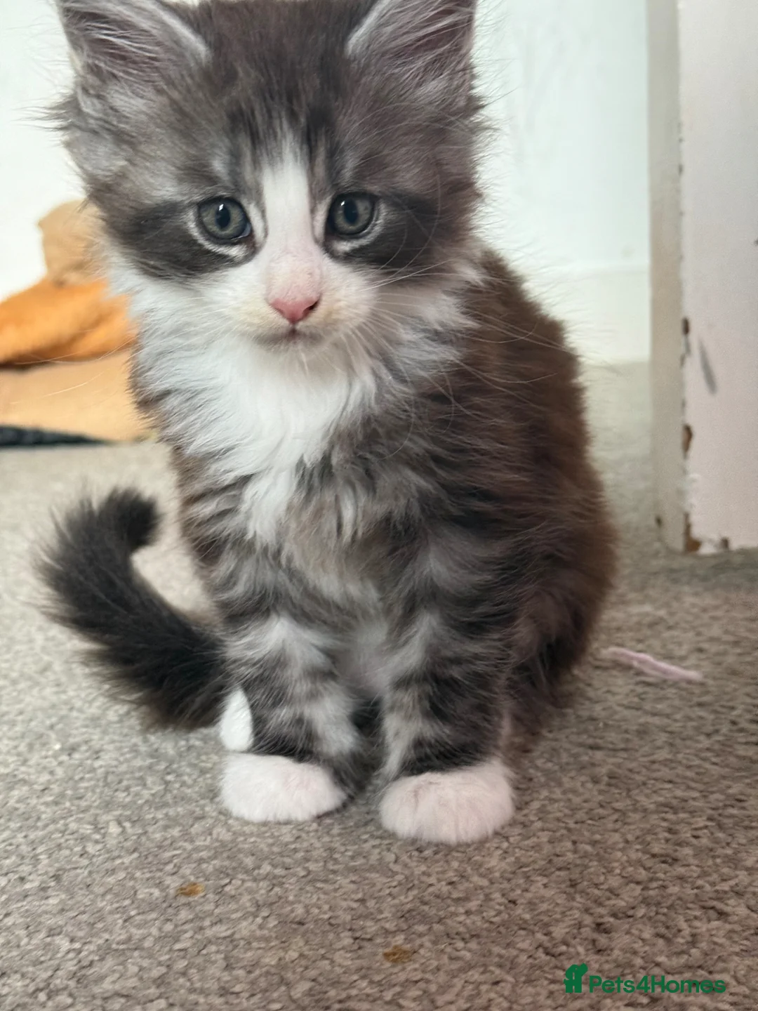 Maine Coon cats for sale: Maine Coon kittens XXL - Advert 1