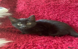 Mixed Breed cats for sale: 6 adorable kittens for sale!  - Image 11