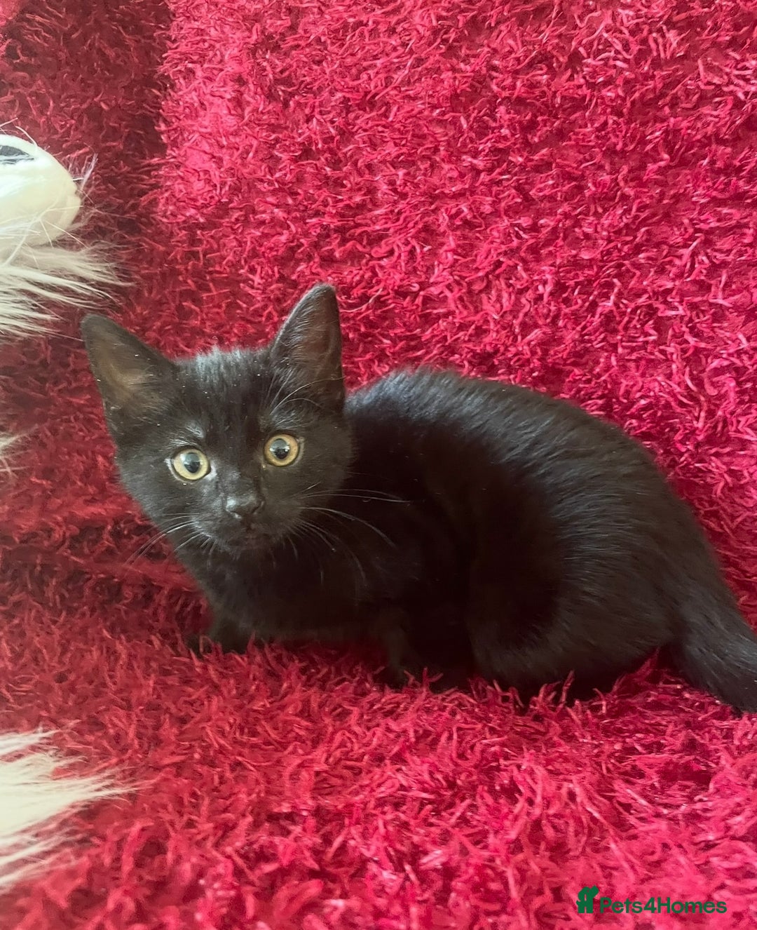Mixed Breed cats for sale: 6 adorable kittens for sale!  - Image 11