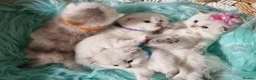 British Shorthair cats for sale: 💖GOLDEN & SILVER POINT BSH & BLH KITTENS💖 - Advert 9
