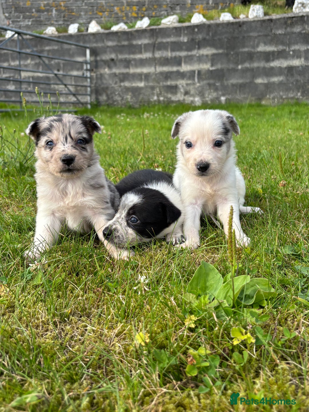 Border Collie dogs for sale: 7 Blue / white merle border collie puppies. - Image 7