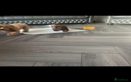 Shih Tzu dogs for sale: Imperial shih tzu pups  - Image 17