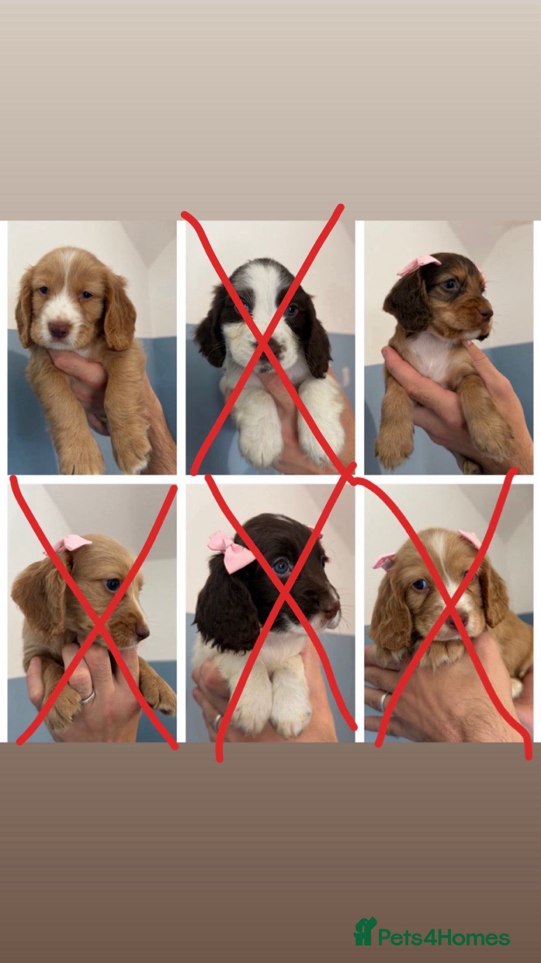 Sprocker dogs Sprocker puppies  - Advert 14