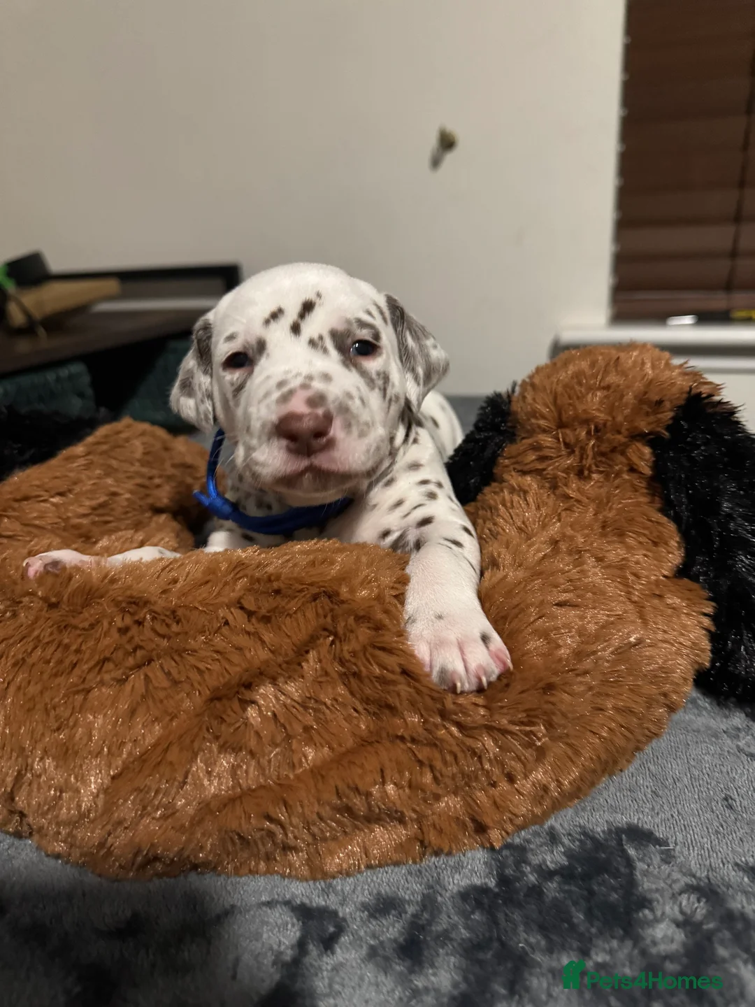 Dalmatian dogs for sale: 1 Boy Left!!! (KC Registered dalmatian pups)!!) - Advert 12