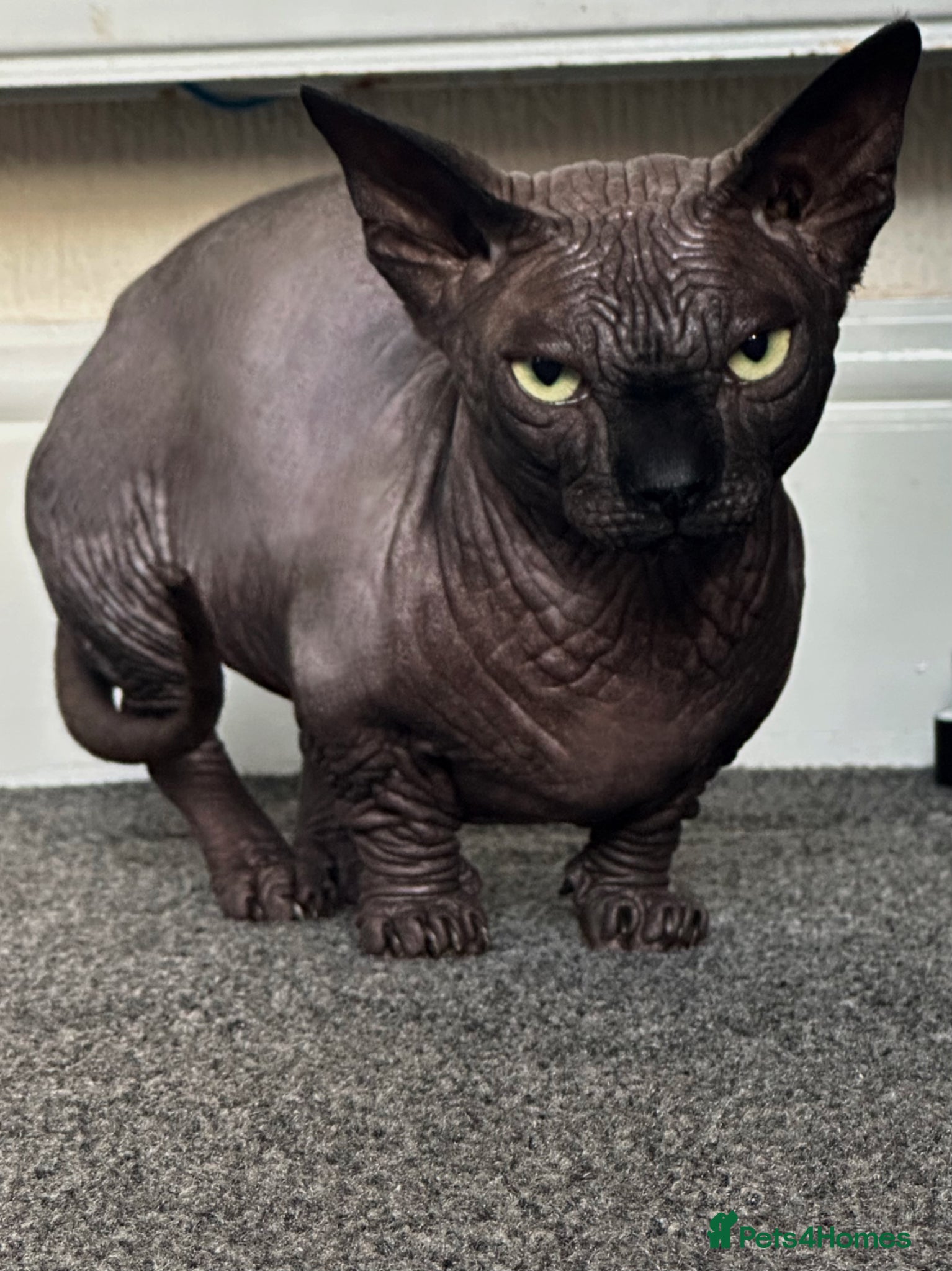 Sphynx cats Stunning TICA Registered Bambino Boy – Proven Stud - Advert 1