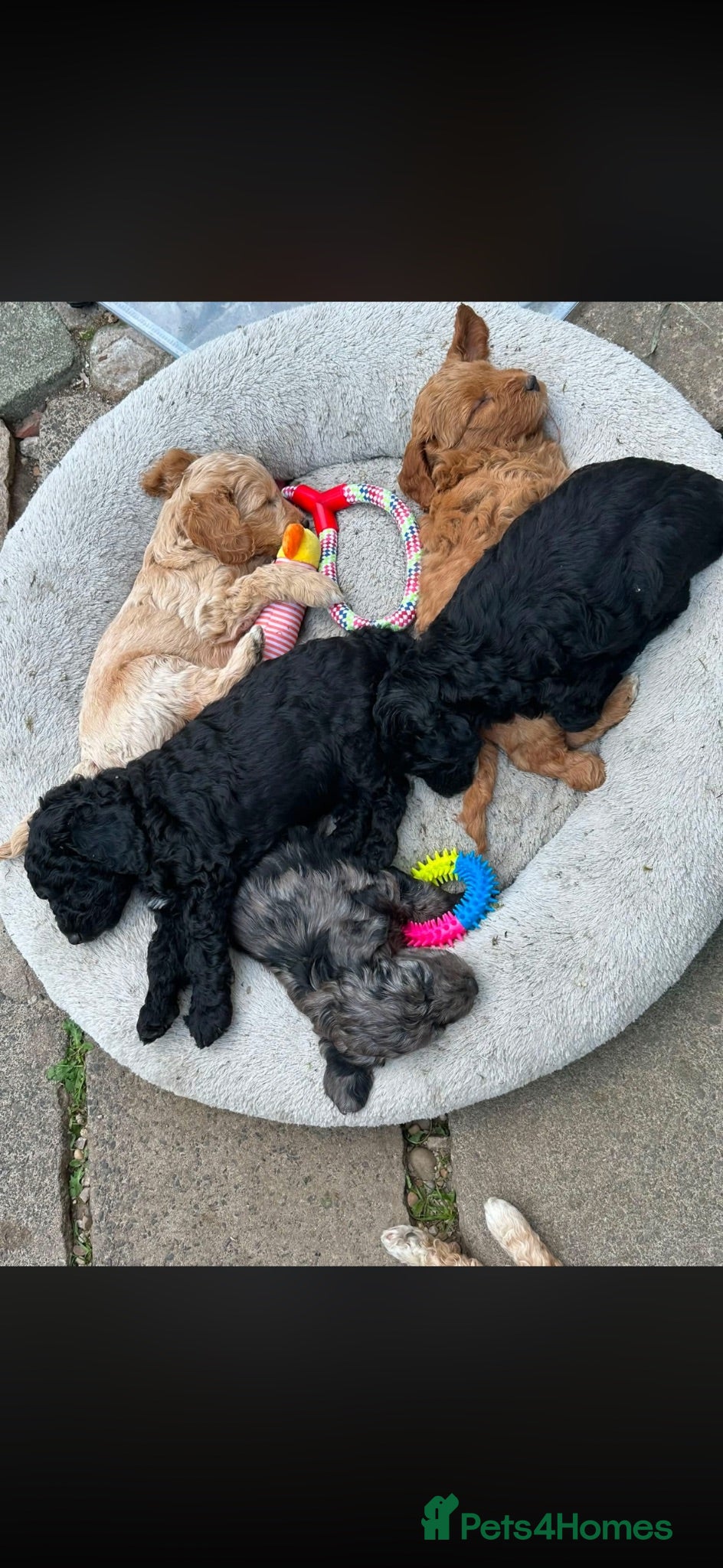 Labradoodle dogs Mini Labradoodle puppy’s  - Advert 1