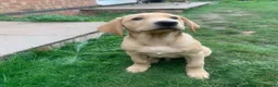 Labrador Retriever dogs for sale: Stunning KC Labrador/1 boy left 🐾 - Advert 3