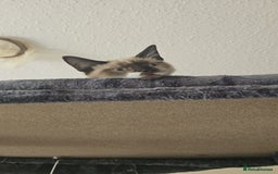 Mixed Breed cats for sale: Snowshoe Kitten Looking For His Forever Home - Image 2