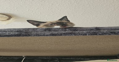 Mixed Breed cats - Advert 8